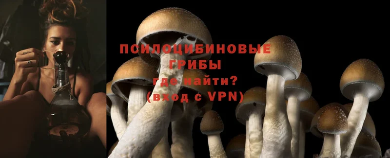 Псилоцибиновые грибы Psilocybe  купить наркоту  Карабаново 